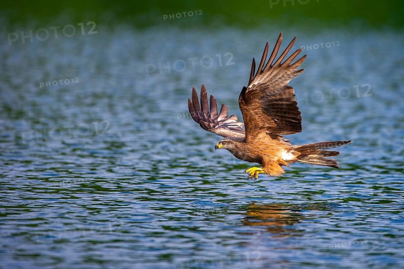 Black Kite (Milvus migrans) in flight, Müritz National Park, Feldberg Lake District, Mecklenburg-Western Pomerania, Germany
