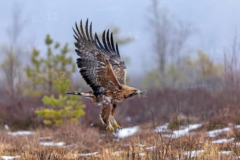 European golden eagle (Aquila chrysaetos chrysaetos) adult flying over moorland, heathland in winter