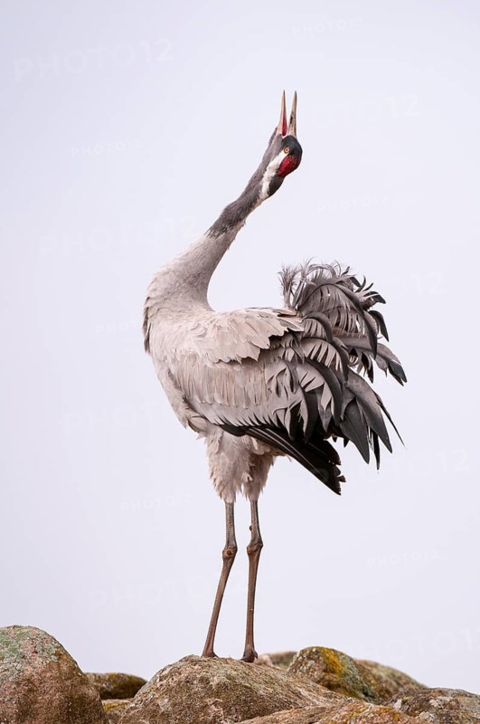 Crane (Grus grus), courtship, crane dance, Fågelsjö, Gävleborg County, Sweden