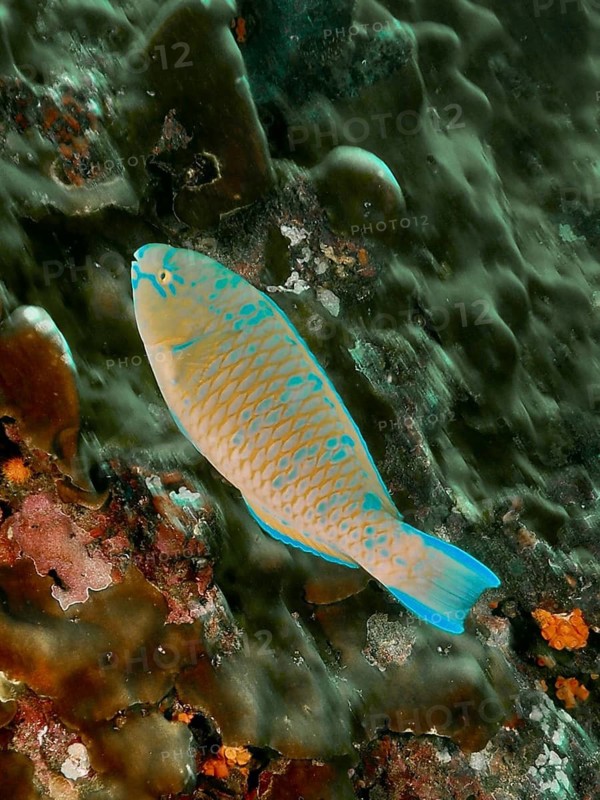 A vibrantly coloured blue-striped parrotfish (Scarus ghobban) swims through a lively underwater world teeming with coral, at the Cano Island dive site, Uvita, Costa Rica, Pacific Ocean, Central America