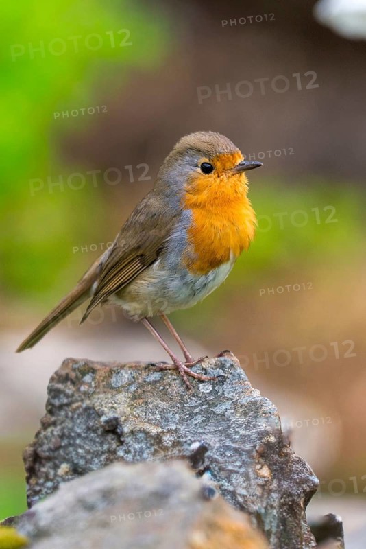 Erithacus rubecula, robin, robins, birds, high size, portrait format, passeri, songbirds, birds