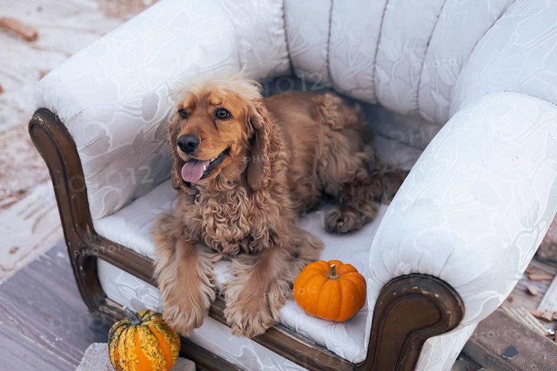 A friendly dog lounges comfortably on an ornate armchair, positioned in a rustic outdoor environment. The chair is surrounded by a few decorative pumpkins, suggesting a seasonal theme. In the background, there are hints of urban architecture, blending nature and city life. The atmosphere feels relaxed and inviting