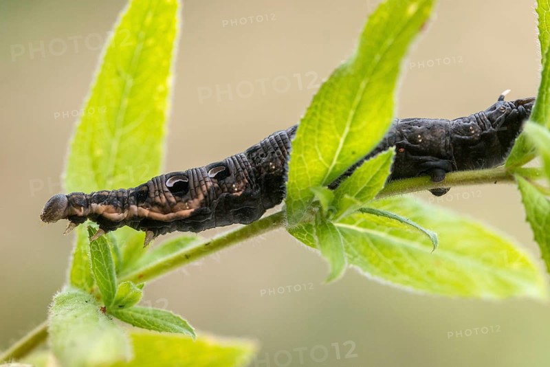Deilephila Elpenor, medium wine swarmer, sphingidae, butterfly, elephant hawk moth, insects, large elephant hawk moth, moths, moths, moths, caterpillar, butterfly, swarmer, wine swarmer