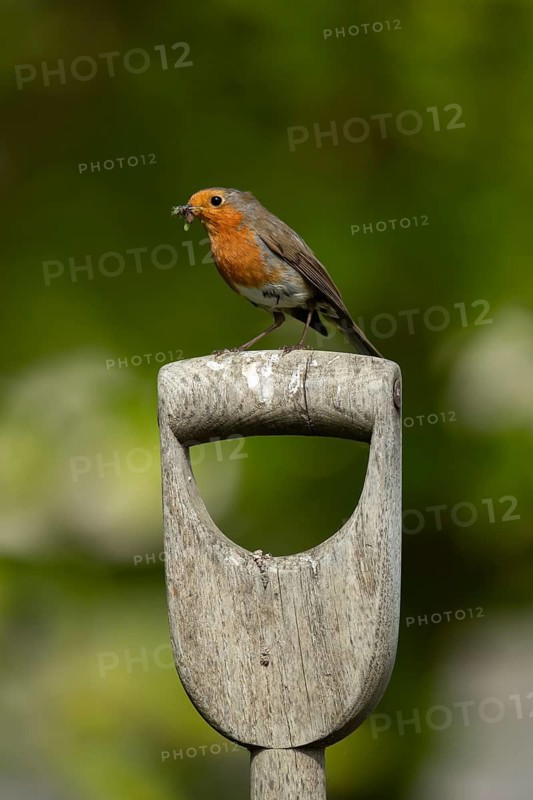 European robin (Erithacus rubecula) adult garden bird on a fork handle with grubs for food in its beak, England, United Kingdom