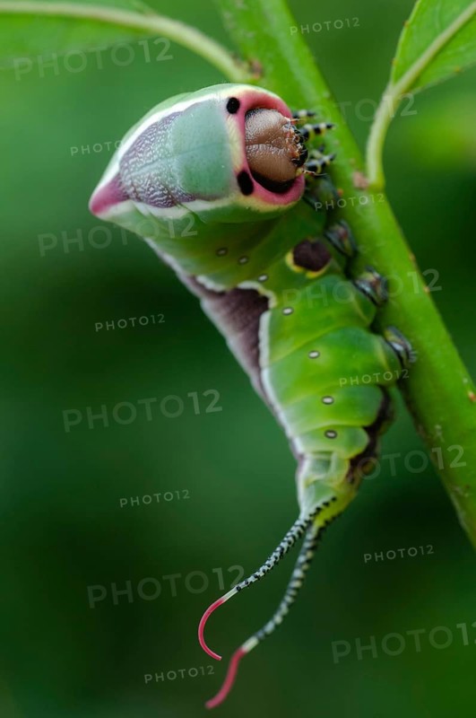 Cerura vinula, fork tail, large fork tail, notodontidae, puss moth, toothmoth, butterfly, camouflage, high size, portrait, inchworm, insects, moths, moths, moths, moth, caterpillar, butterfly, camouflage