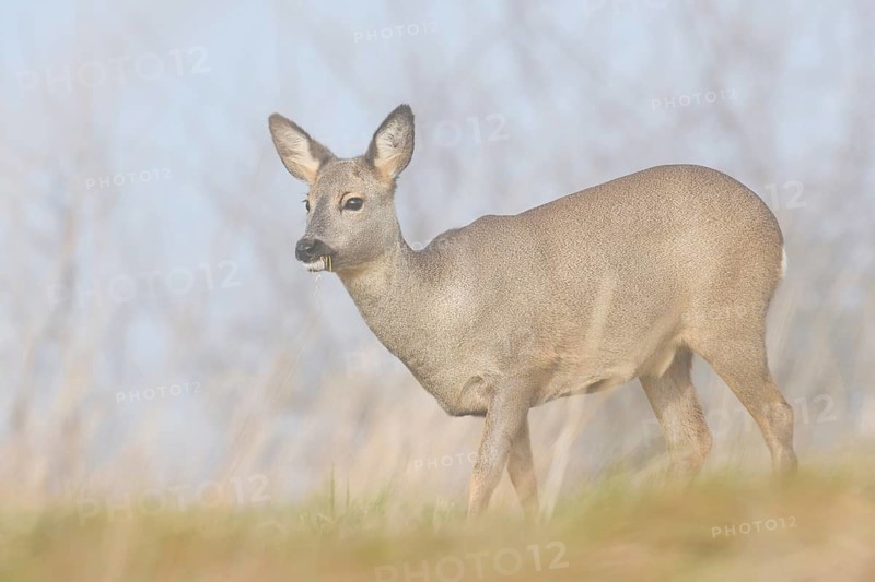 European roe deer (Capreolus capreolus), a doe in the morning mist, winter, North Rhine-Westphalia, Germany