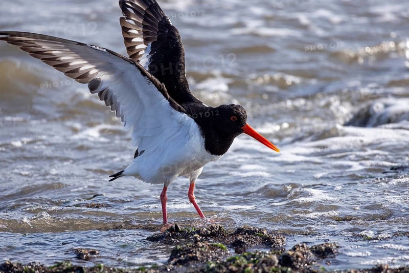 Oystercatcher (Haematopus ostralegus), Weststrand, Norderney, East Frisia, Lower Saxony, Germany