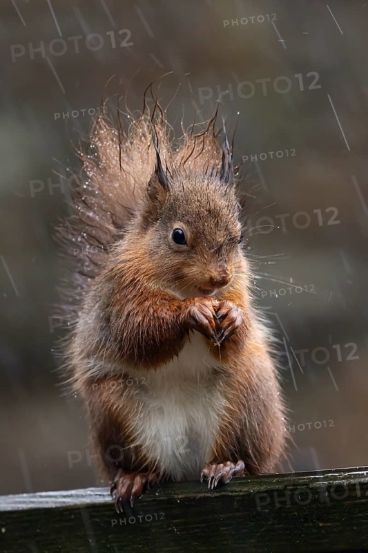 Red squirrel (Sciurus vulgaris) adult animal on a fence soaking wet in a rain storm, England, United Kingdom