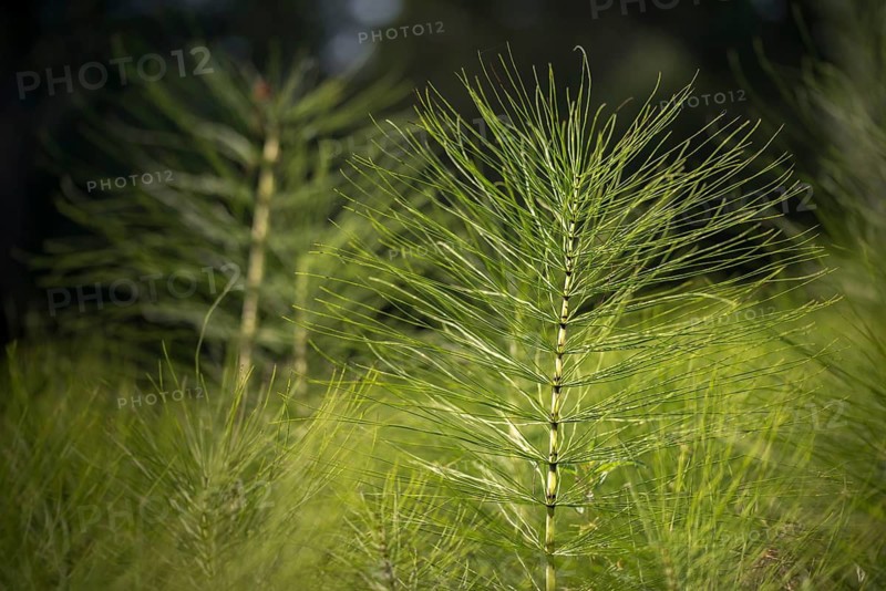 Equisetaceae, Equisetum telmateia, giant horsetail, horsetail, northern giant horsetail, plants