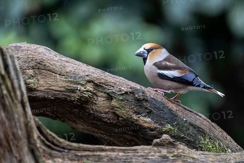 Hawfinch (Coccothraustes coccothraustes), Emsland, Lower Saxony, Germany