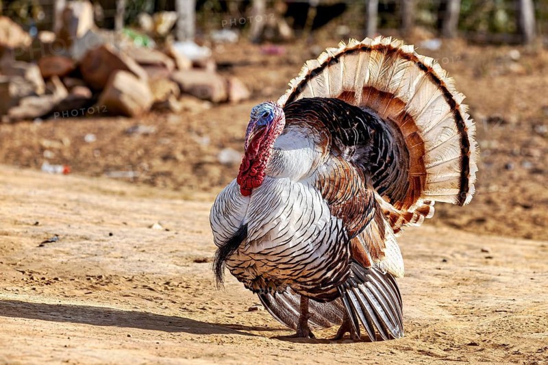 A turkey with its feathers spread out stands on earthy, rural ground in peaceful surroundings, a proud domestic turkey (Meleagris gallopavo) on the streets of a village in the Caatinga region of Brazil