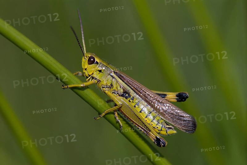 Caelifera, field locusts, grasshoppers, short-feeler scare, mecostethus grossus, stethophyma grossum, swamp scare, grasshoppers, grasshoppers, insects, large marsh grasshopper