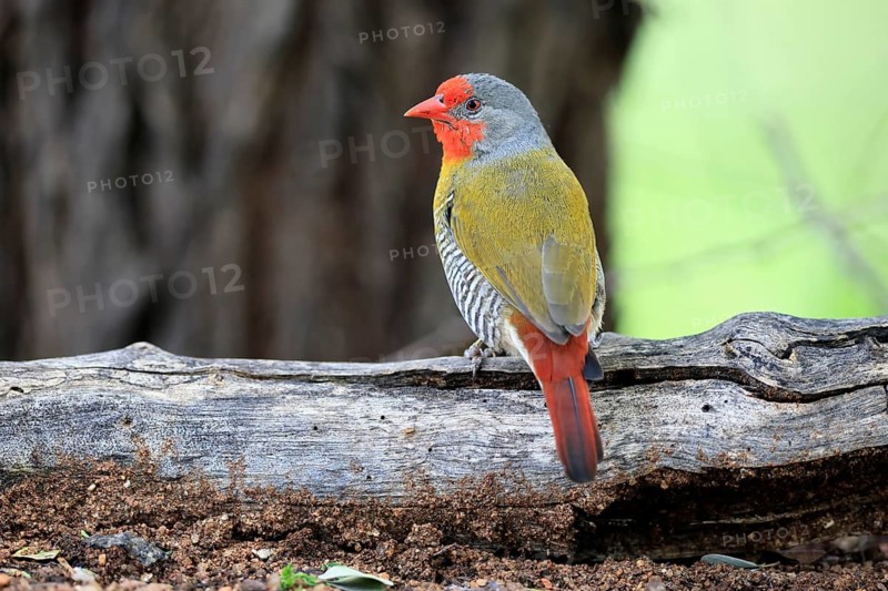 Colourful Astrild (Pytilia melba), adult male, alert, perched on a tree trunk, Kruger National Park, South Africa