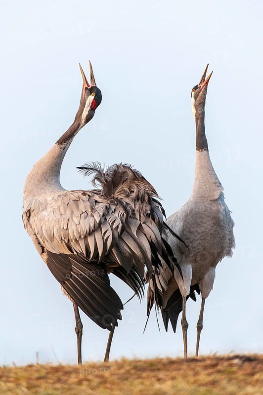 A crane (Grus grus) during courtship, display behaviour, Fågelsjö, Gävleborg County, Sweden