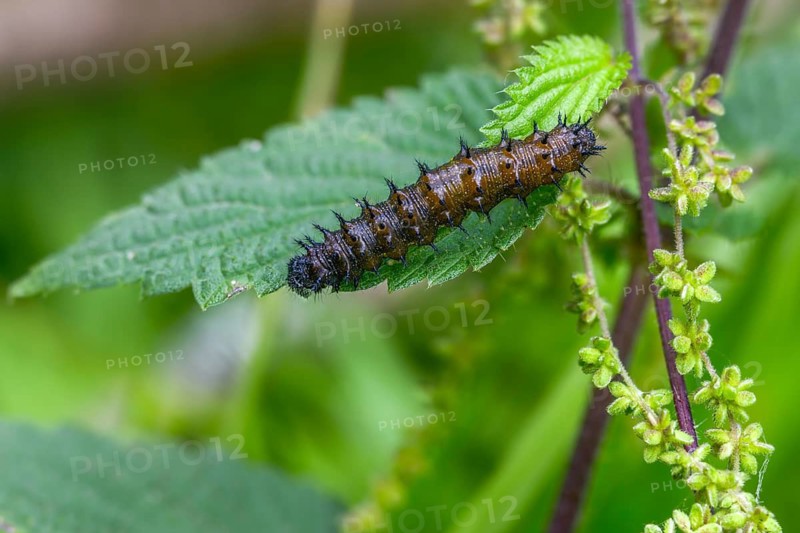 Admiral, nettle, large stinging nettle, red admiral, urtica dioica, urticaceae, Vanessa atalanta, nettle, butterfly, common nettle, flora, inchworm, insects, nettle, nettle leaf, plants, caterpillar, butterflies, stinging nettle, butterflies, stinging nettle, butterflies