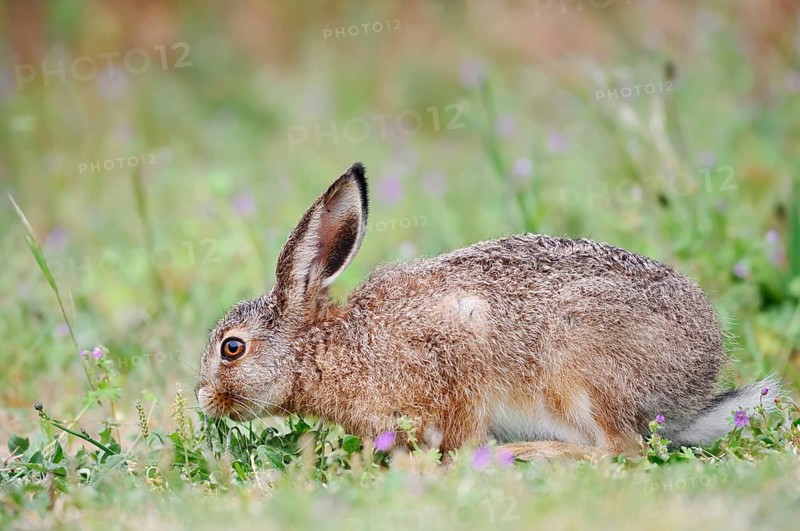 A brown hare (Lepus europaeus) is sitting in a meadow eating, North Rhine-Westphalia, Germany