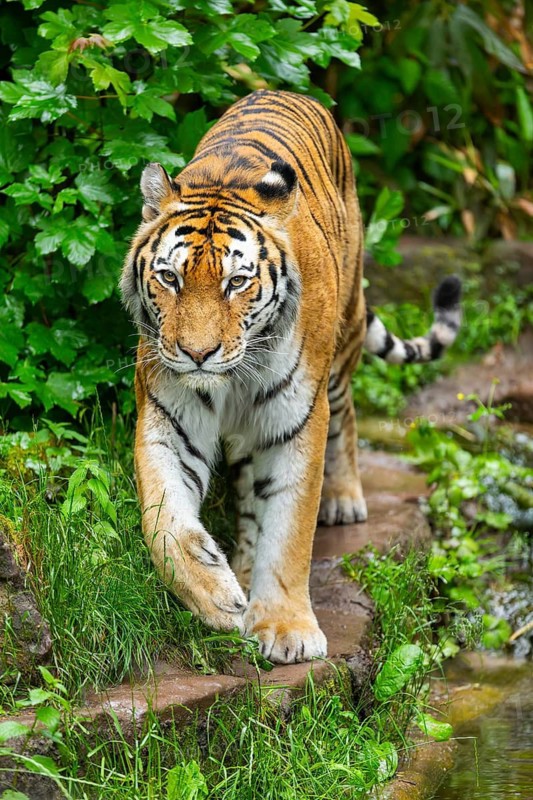Siberian tiger (Panthera tigris tigris) walking through bushes on a rainy day, captive, Germany