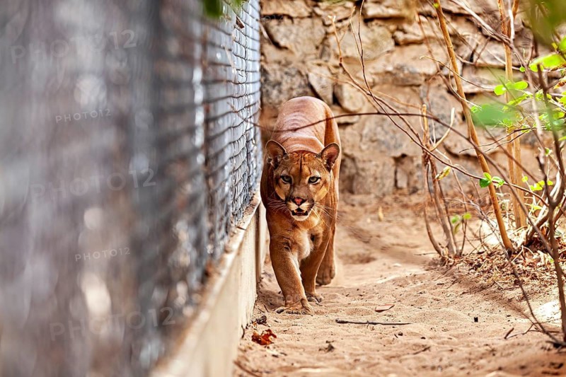 A Cougar is walking on sandy ground near a fence, surrounded by trees and leaves. A mountain lion, or Cougar, in an enclosure in Petrolina, Brazil (Cougar concolor)
