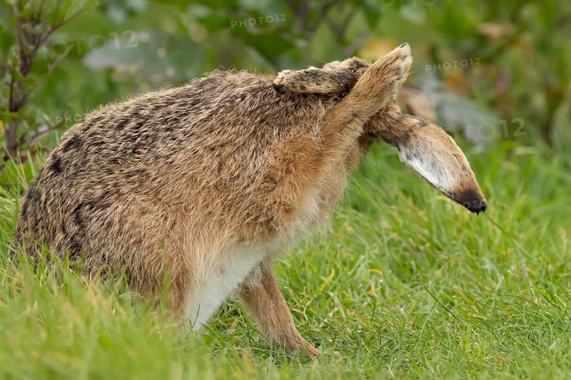 European brown hare (Lepus europaeus) adult animal in grassland, England, United Kingdom