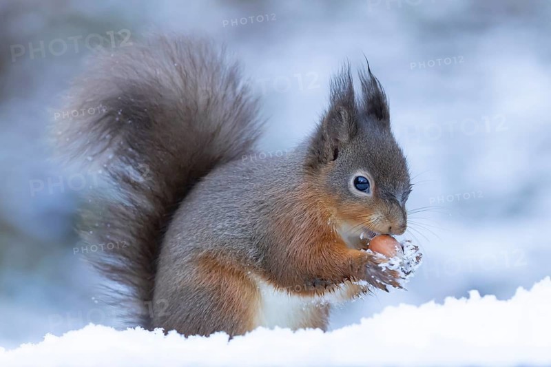 Red squirrel (Sciurus vulgaris) adult animal eating a hazel nut in snow in winter, England, United Kingdom