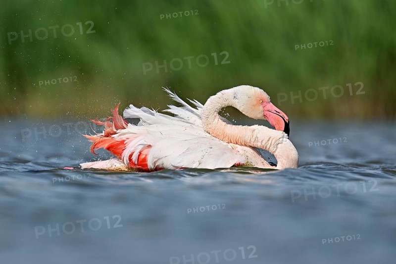 A greater flamingo (Phoenicopterus roseus) bathing in a pond, Camargue Regional Nature Park, southern France
