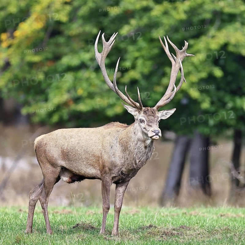 Red deer (Cervus elaphus) during the rutting season, a magnificent stag in a woodland clearing, wildlife, autumn, Sauerland, North Rhine-Westphalia, Germany