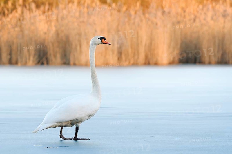 A mute swan (Cygnus olor) stands on a frozen lake in winter, North Rhine-Westphalia, Germany