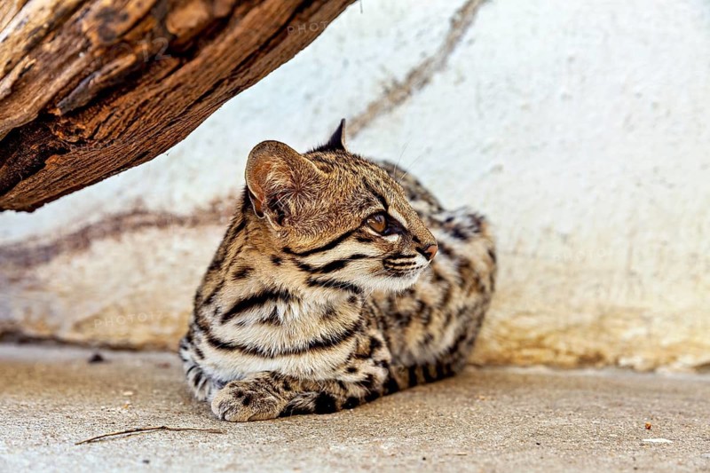 A small wild cat lies beneath a tree trunk in a peaceful setting, a tiger cat in an enclosure in Petrolina, Brazil (Leopardus tigrinus)