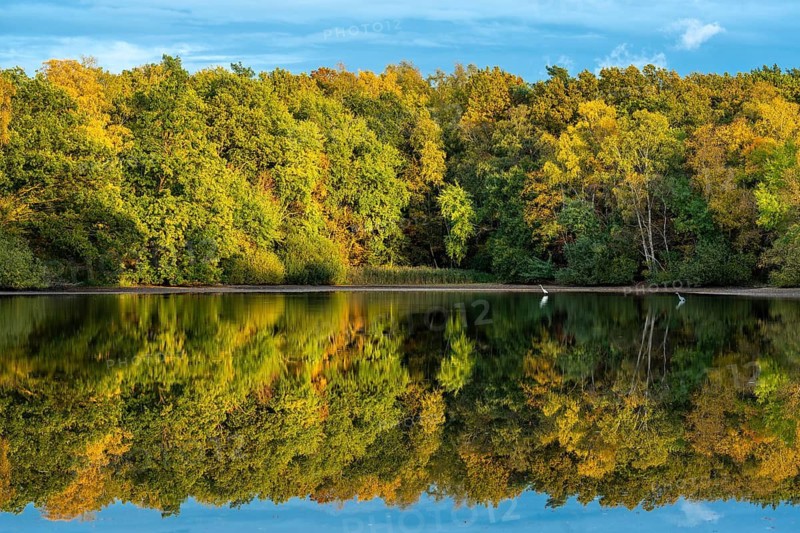 Autumn landscape at the Ahlhorn fish ponds, forest, Ahlhorn, Lower Saxony, Germany