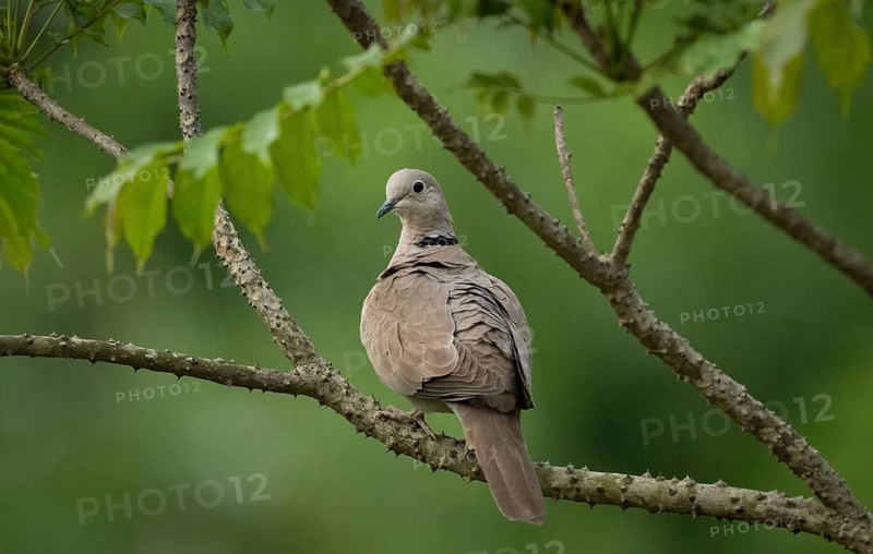 A Eurasian collared dove (Streptopelia decaocto) on a tree branch, sreepur, Gazipur, Bangladesh