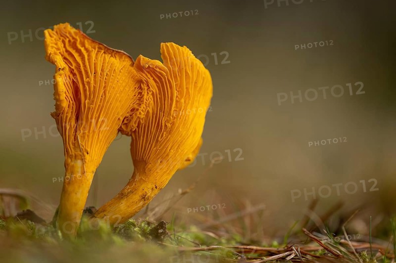 Common chanterelle (Cantharellus cibarius), Aviemore, Scotland, United Kingdom
