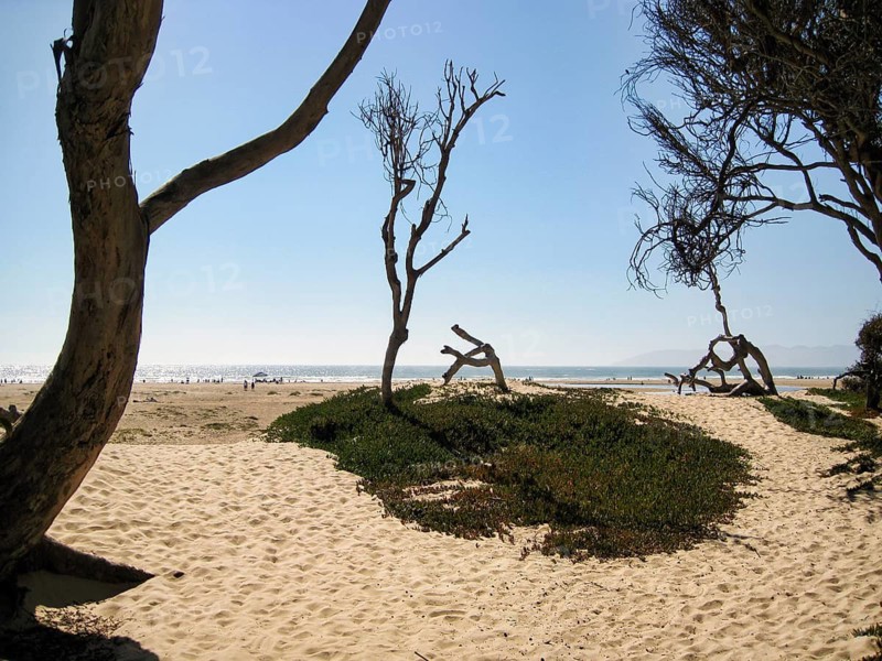 Leaning eucalyptus trees and characteristic dead wood, forest, sandy Pacific beach, natural window overlooking the ocean, beach path in Pismo Beach, California, USA