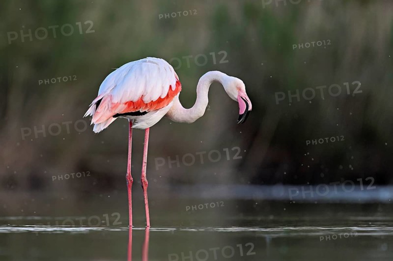 A greater flamingo (Phoenicopterus roseus), standing in the water, Camargue Regional Nature Park, southern France, France