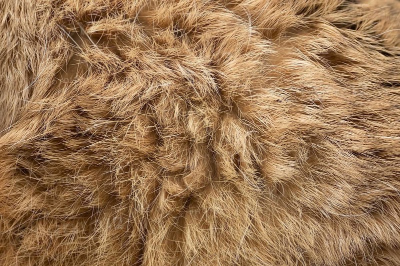 European brown hare (Lepus europaeus) adult animal close up of its fur coat, England, United Kingdom