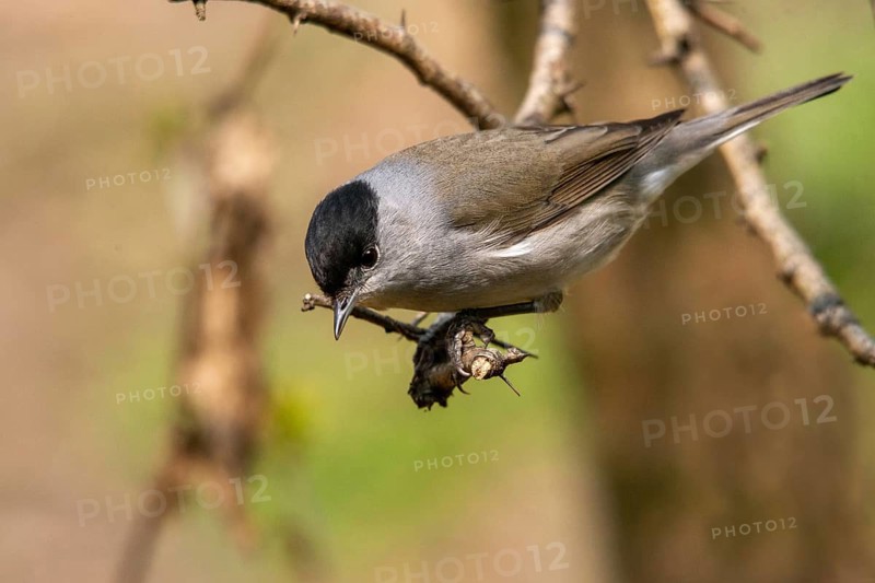 Blackcap, blackcap, blackcap, Sylvia atricapilla, birds, male, passeri, songbirds, birds
