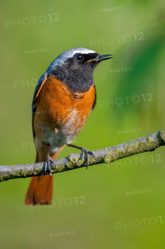 Garden redtail, Phoenicurus phoenicurus, redstart, birds, garden birds, high size, portrait, male, passeri, songbirds, birds