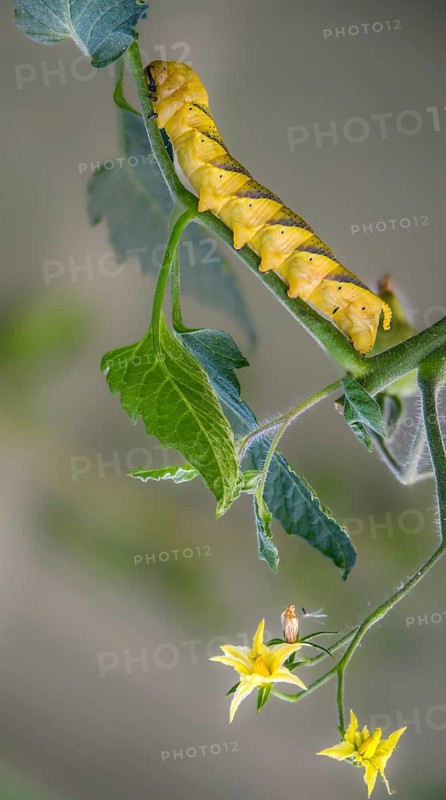 Acherontia atropos, death's-head hawkmoth, greater death's head hawkmoth, sphingidae, skull owl, high size, portrait format, inchworm, insects, moths, moths, moths, moths, caterpillar, butterflies, swarmers