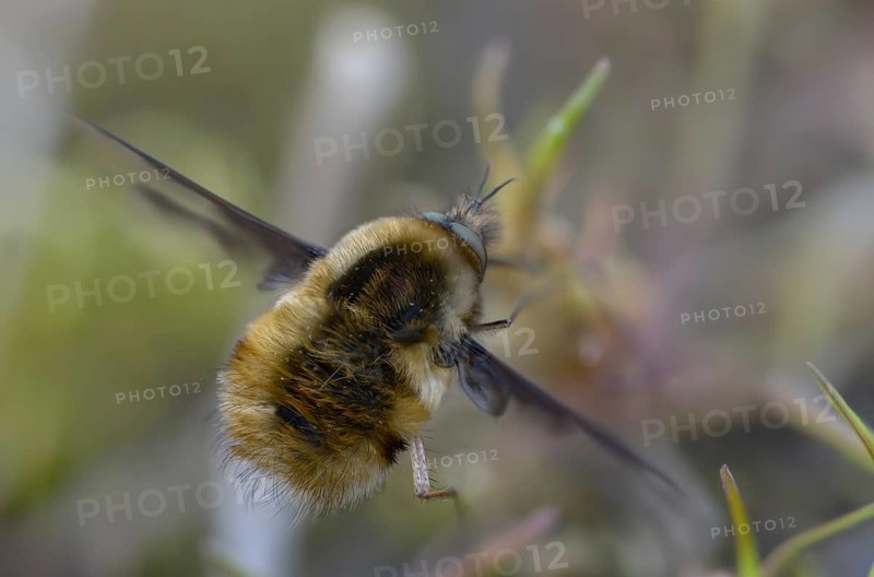 Bombyliidae, Bombylius major, brachycera, flies, large woolswear, woolswear, arge bee-fly, diptera, insects, males, males, the dark-edged bee-fly, the greater bee fly, two-winged