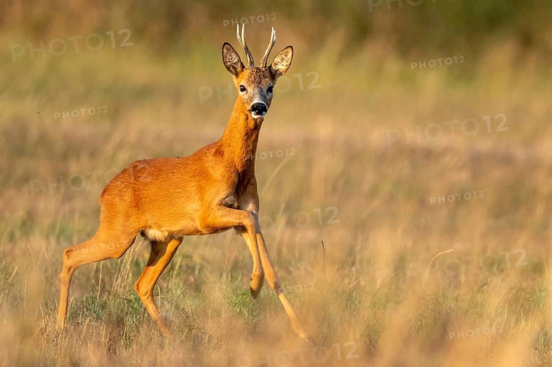 A roe deer (Capreolus capreolus) running during the rutting season, Vechta, Lower Saxony, Germany