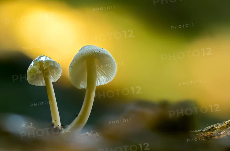 Flesh brown helmet, Isabell brown thread helmet, conical helmet, mycena metata, mycena phyllogena, nitrous mycena, fungi, fungus, mushrooms