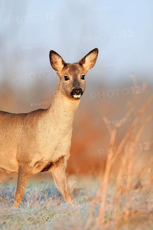 European roe deer (Capreolus capreolus), doe in winter, Lower Saxony, Germany