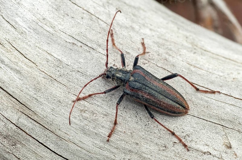 Finland, Oxymirus Cursor, Shoulder Longhorn Beetle, Toxotus Cursor, Beetle, Longhorn Beetle, Coleoptera, Female, Insects, Beetles, Female