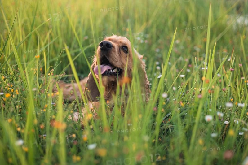 Cocker Spaniel dog resting in grass with daisies, appearing playful and relaxed