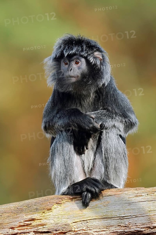 Javan lutung (Trachypithecus auratus), female sitting on a tree trunk, in captivity, found in Indonesia