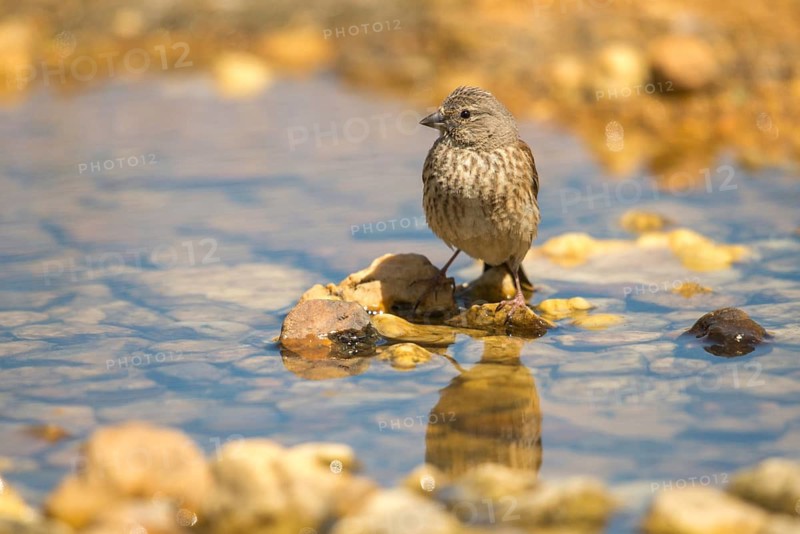 Acanthis cannabina, bloodbird, linaria cannabina, linnet, bath, bird bath, birds, female, hänfling, passeri, songbirds, potion, birdbath, birds, watering place, female