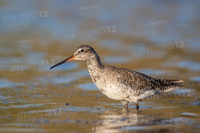 Spotted Redshank (Tringa erythropus) foraging, Lesvos, Greece