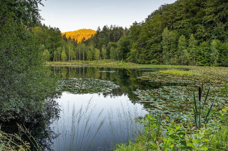 Broad-leaved cattail, European white water lily (Nymphaea alba), water lily family (Nymphaeaceae), water, pond, birch (Betula), mixed woodland, water lily pond in the Moosbach Valley, Dahn, Dahner Felsenland, Palatinate Forest, Rhineland-Palatinate, Germany