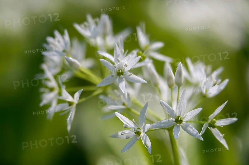 Alliaceae, Allium ursinum, wild garlic, witch onions, garlic spinach, leeks, ramsen garlic, wild herre, wild garlic, gypsy garlic, broad-leaved garlic, buckrams, flora, plants, plants, Ramsons, wild garlic