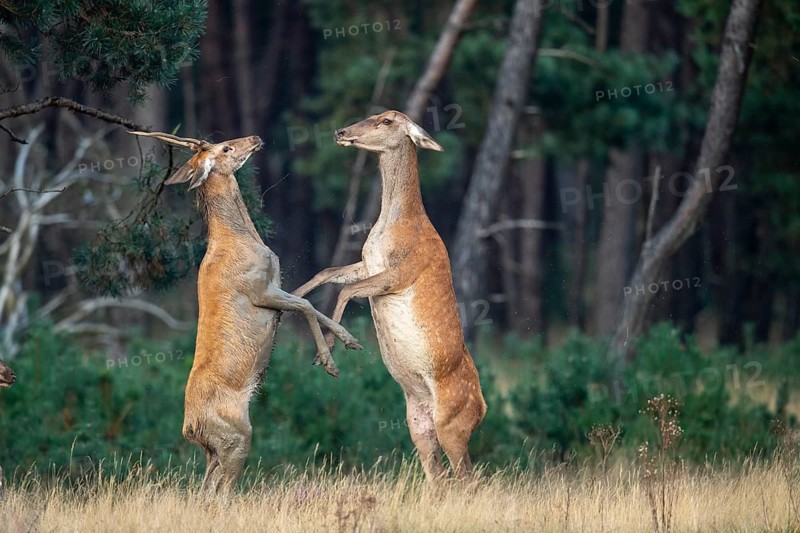 Red deer (Cervus elaphus), a young stag and an adult stag lock horns, Hoenderloo, Gelderland, Netherlands