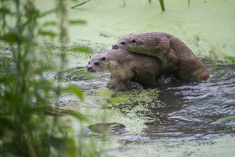 Carnivora, Eurasian otters, Lutra Lutra, predators, mammals, martens, raptors, mammals